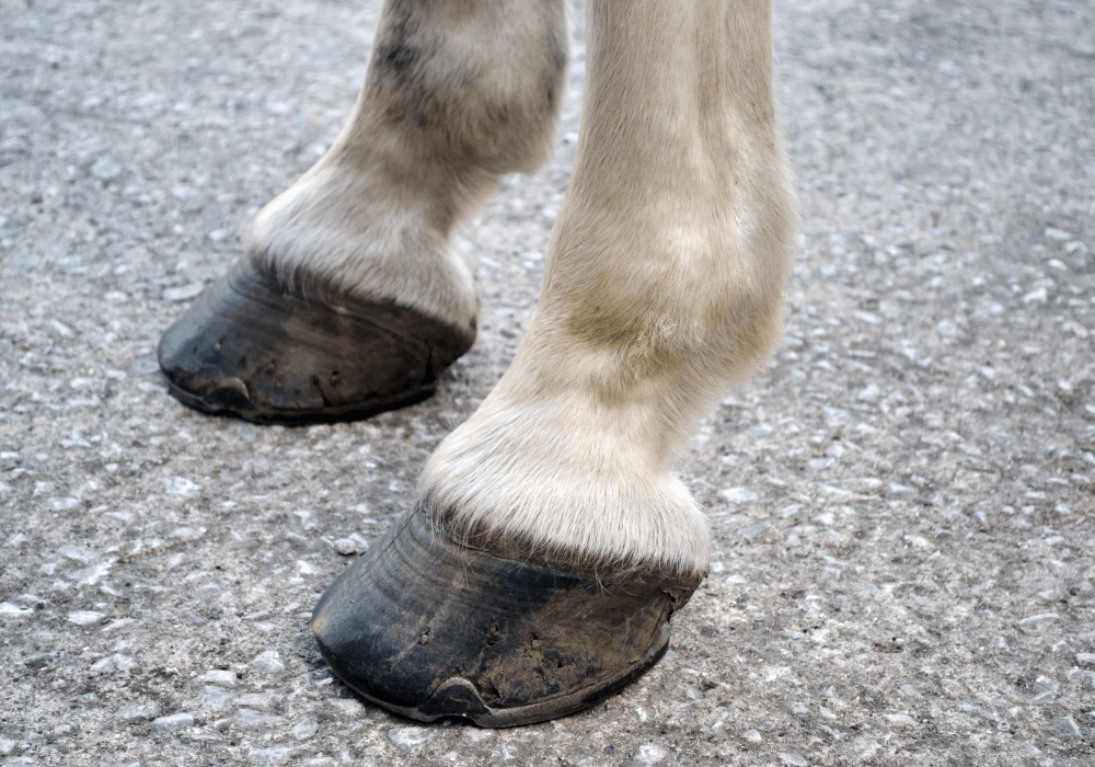 signs of lameness in horses